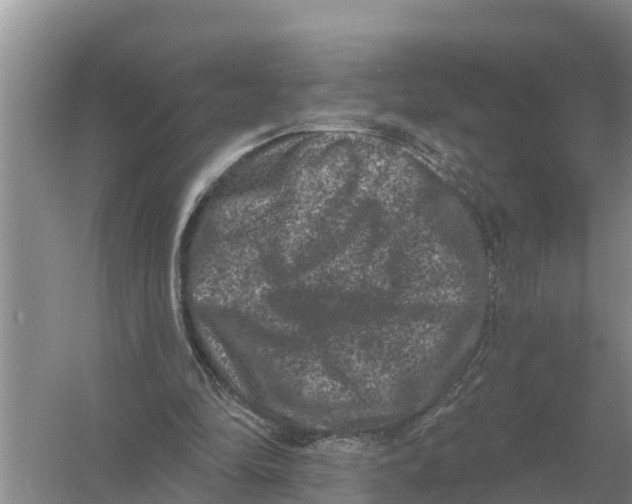 X0000055970294200509162205