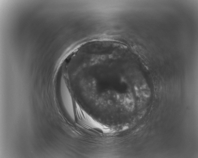 X0000055970295200509162205