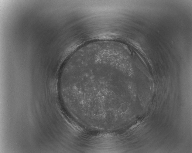 X0000055970299200509162205