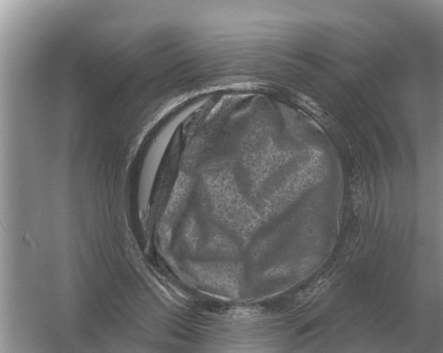 X0000055970350200509162204