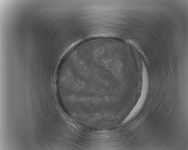 X0000055970395200509162204