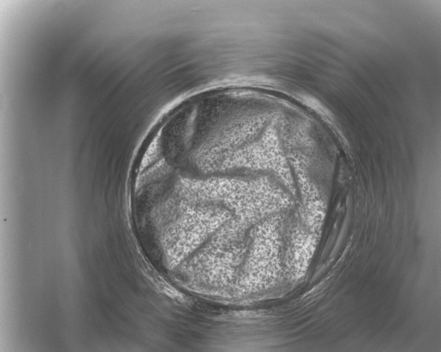 X0000055971280200509162149