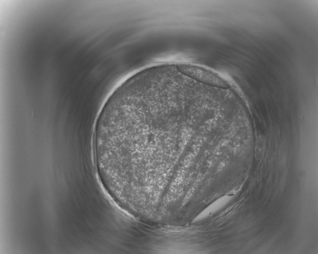 X0000055971295200509162148