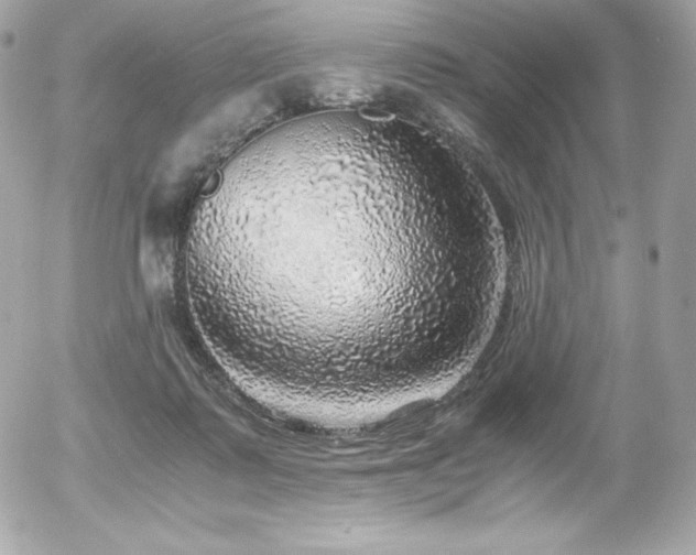 X0000055980315200508191239