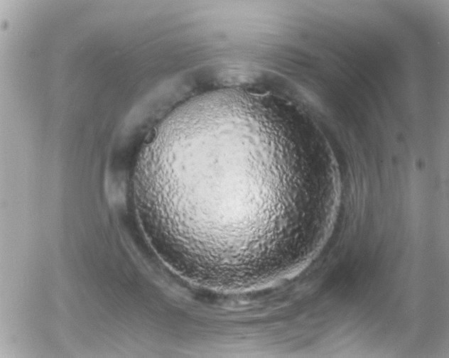 X0000055980315200508221208