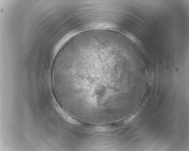 X0000055981086200508221155