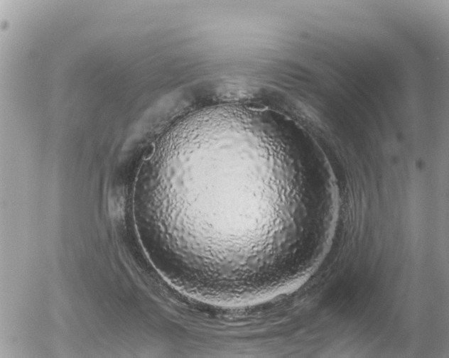 X0000055980315200508261705