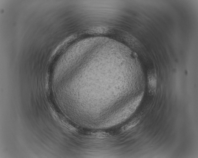 X0000055980396200509021618