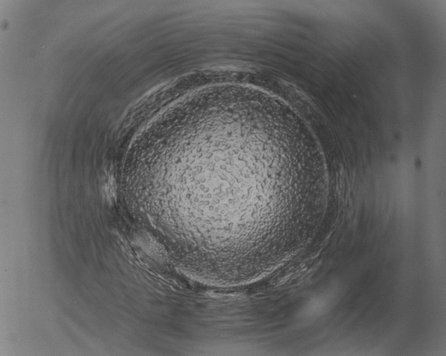 X0000055980821200509021610