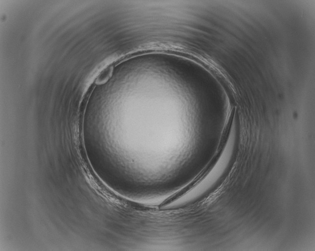 X0000055980896200509021609