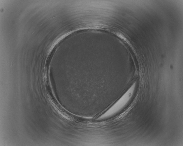 X0000055981077200509021606