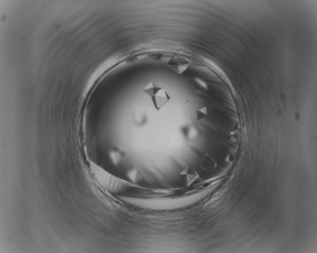 X0000055981146200509021606
