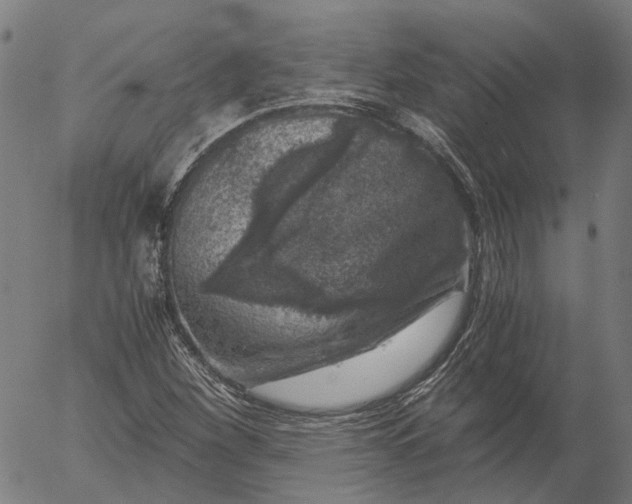 X0000055981260200509021603
