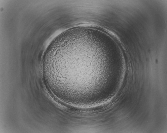 X0000055981375200509021601