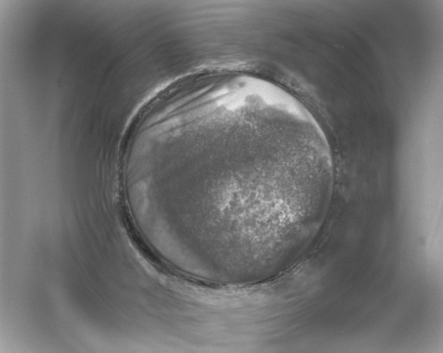 X0000055980012200509092005