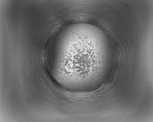 X0000055980040200509092005