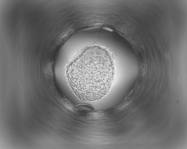 X0000055980286200509092001