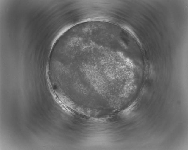 X0000055980952200509091950