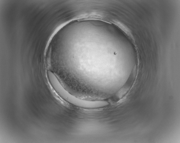 X0000055981200200509091945