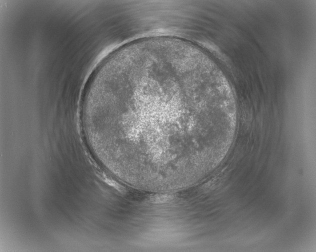 X0000055981278200509091944