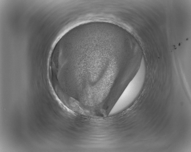 X0000055981520200509091940