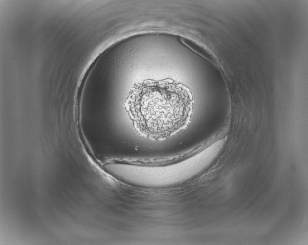 X0000055981527200509091940