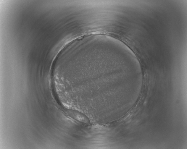 X0000055980290200509162232