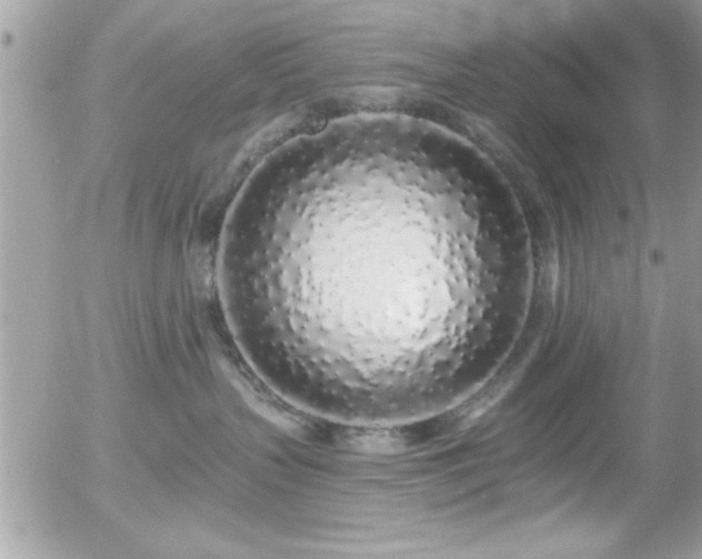 X0000055990383200508191304