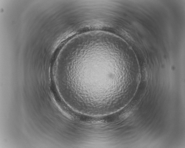 X0000055990638200508191259