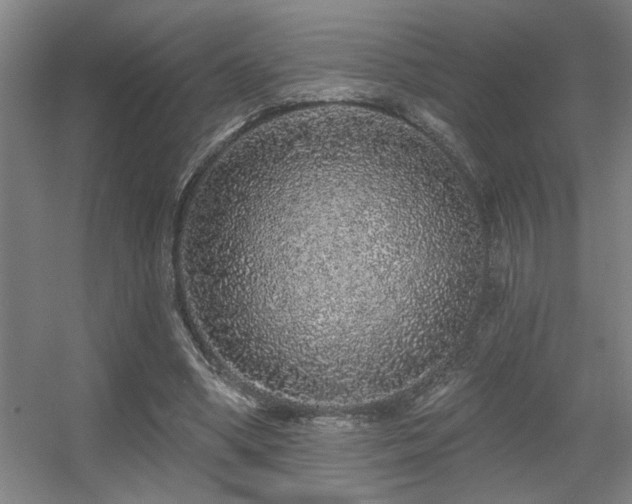 X0000055990394200508221302