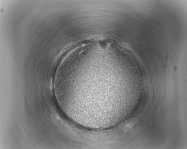 X0000055990024200508261736