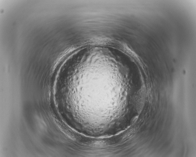 X0000055990059200508261735