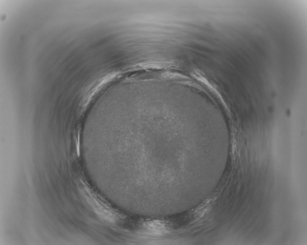 X0000055990062200508261735