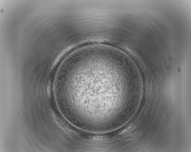 X0000055990064200508261735