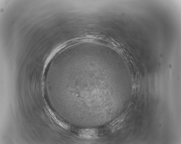 X0000055990102200508261734