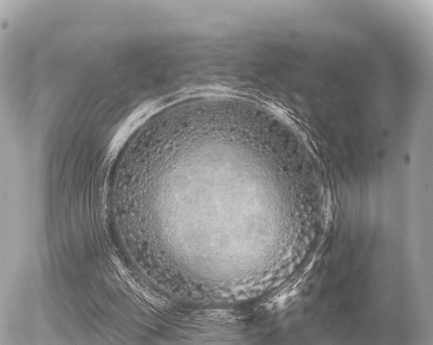 X0000055990151200508261733