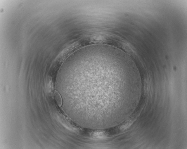 X0000055990173200508261733