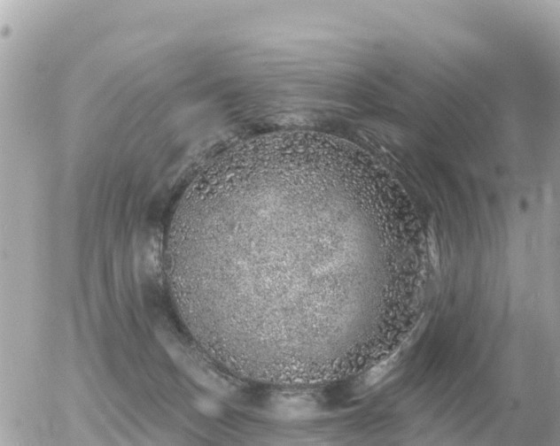 X0000055990175200508261733