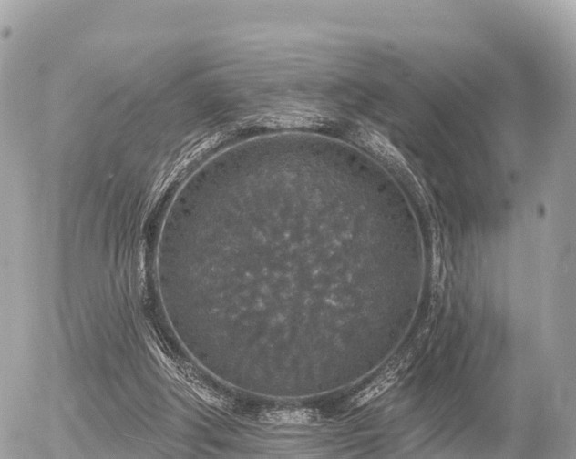 X0000055990202200508261733