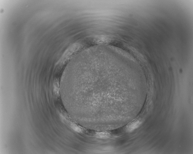 X0000055990240200508261732