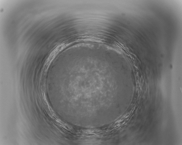 X0000055990241200508261731