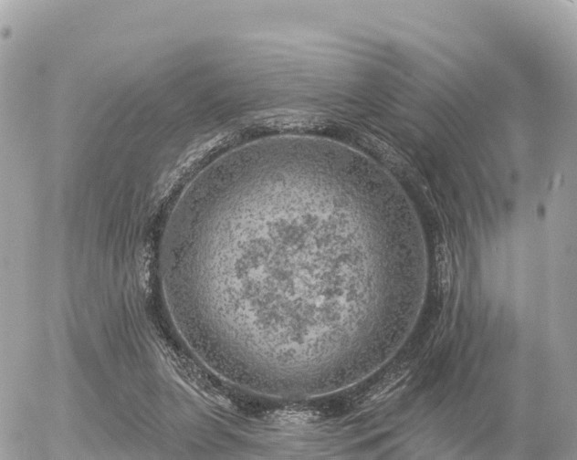 X0000055990255200508261731