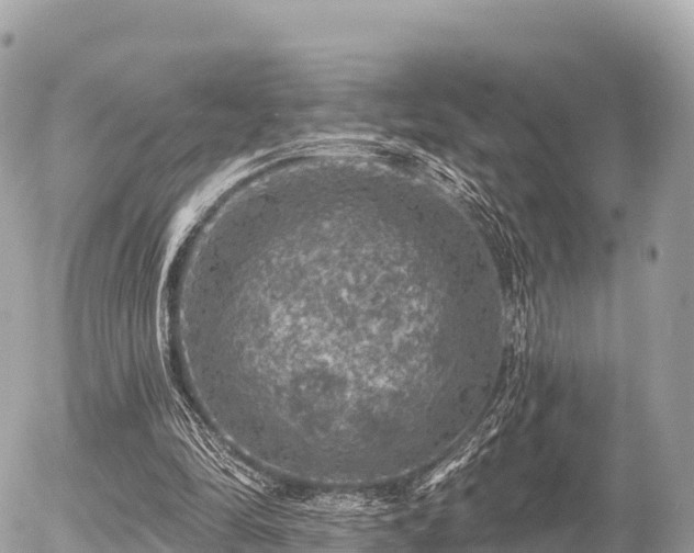 X0000055990294200508261731