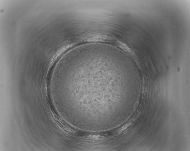 X0000055990298200508261731