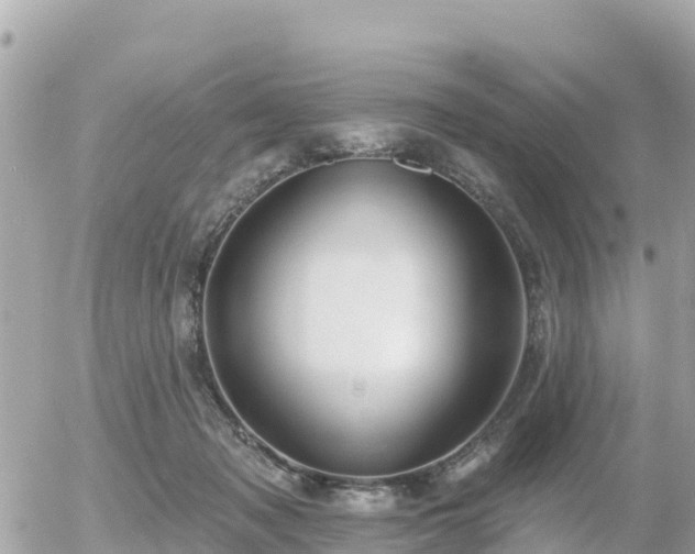 X0000055990317200508261731