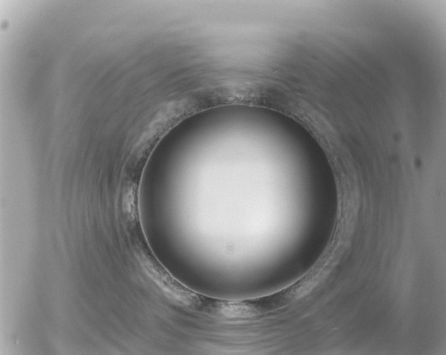 X0000055990336200508261730