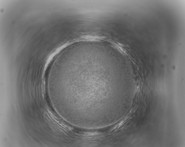 X0000055990342200508261730