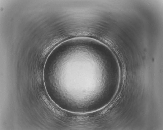 X0000055990345200508261730