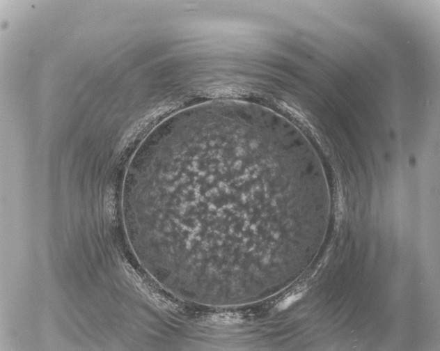 X0000055990353200508261730