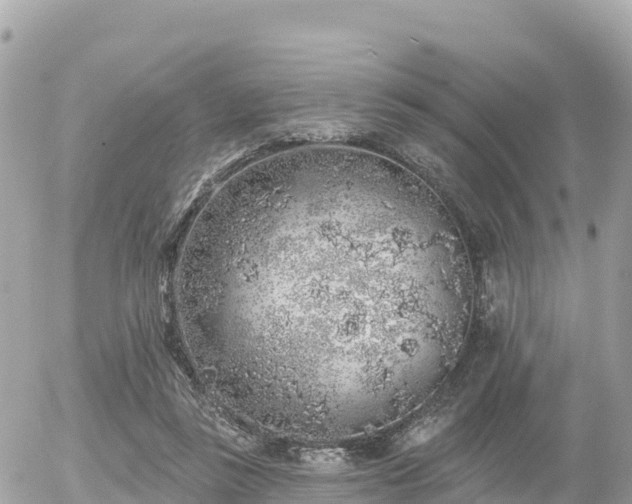 X0000055990355200508261730